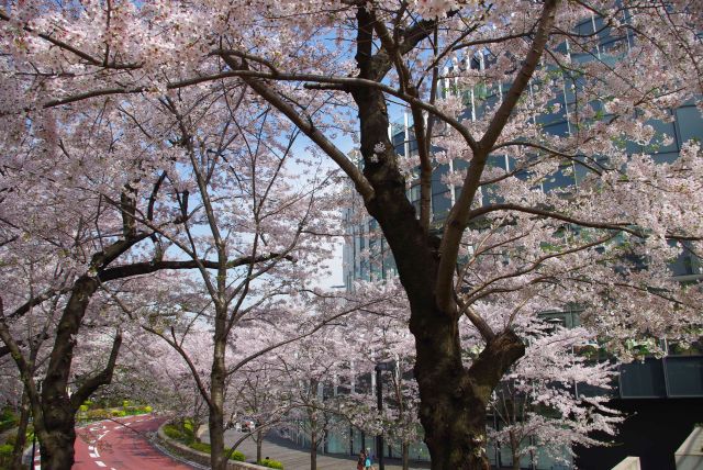 ミッドタウンに沿う桜並木。