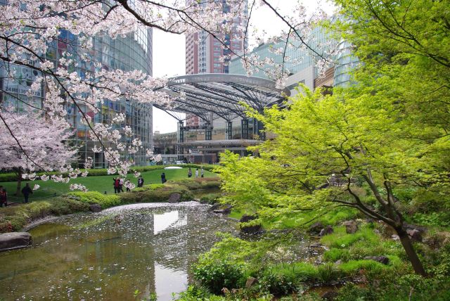 緑と桜と池。