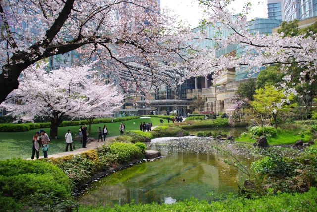 毛利庭園の桜の写真ページ