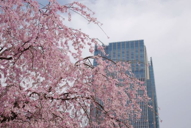 振り返るとミッドタウンと枝垂桜。