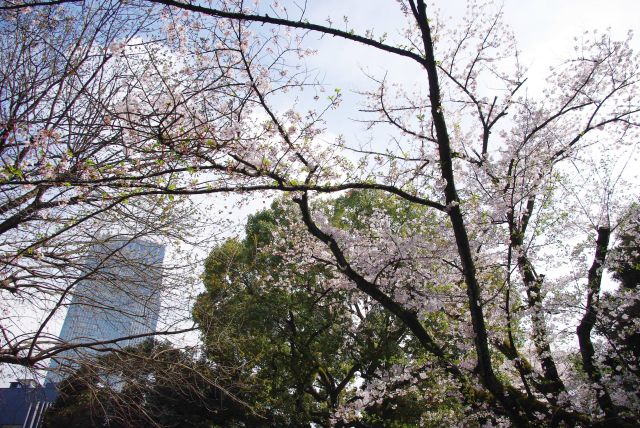 境内の桜のアーチ。