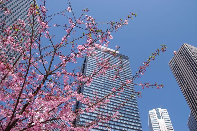 梅の花とビル群。