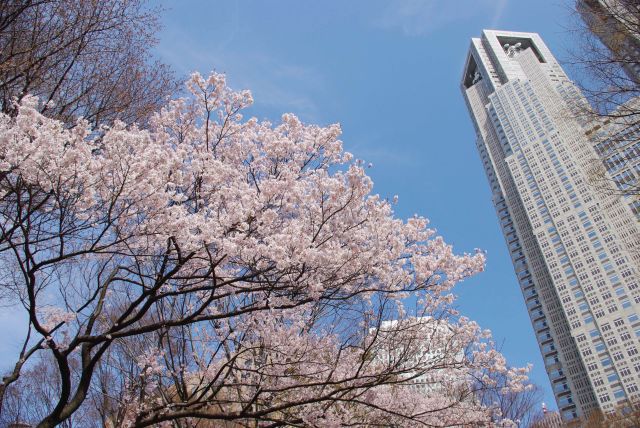 区民の森へ。美しい桜が見られました。