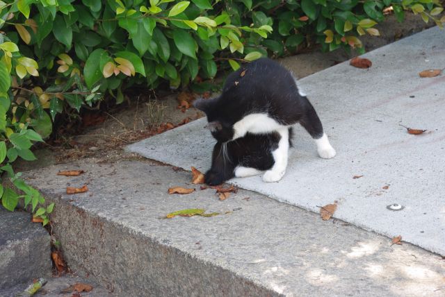 まだ猫の細道ではないが早速猫が登場。