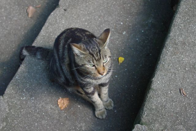 周囲には人懐っこい猫たち。