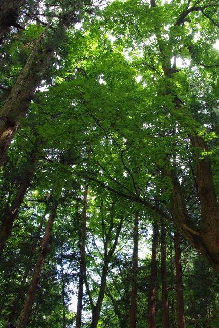 車を降りると山の空気と夏の日差し、遊歩道の木陰は涼しい。