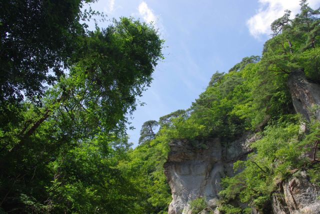 岩の上は緑。