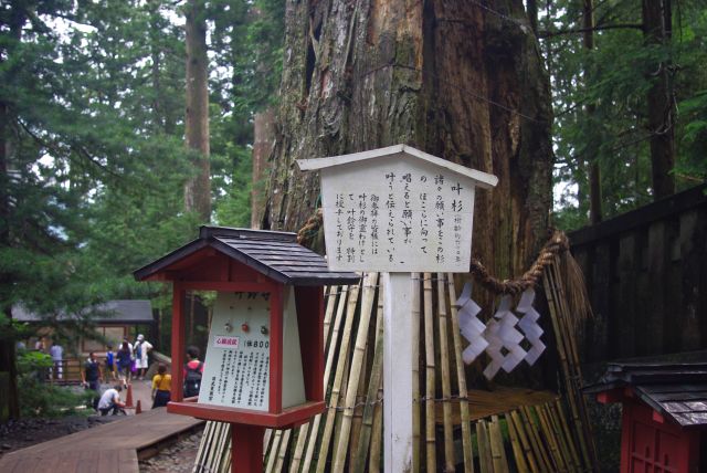 樹齢600年の叶杉に願い事を。