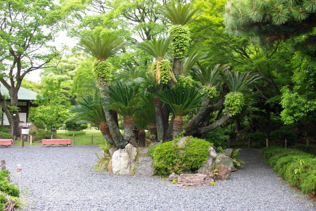 園内は植物が豊か。