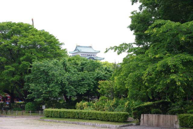 庭園の木々から大天守が顔を出す。