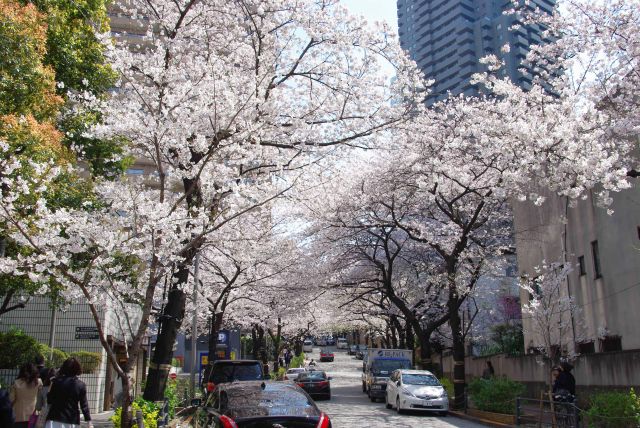 アークヒルズの桜の写真ページへ