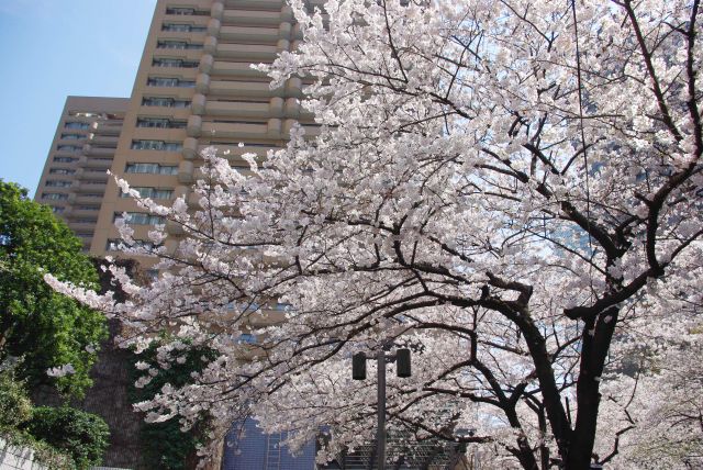 頭上の桜を見上げながらスペイン坂を上ります。