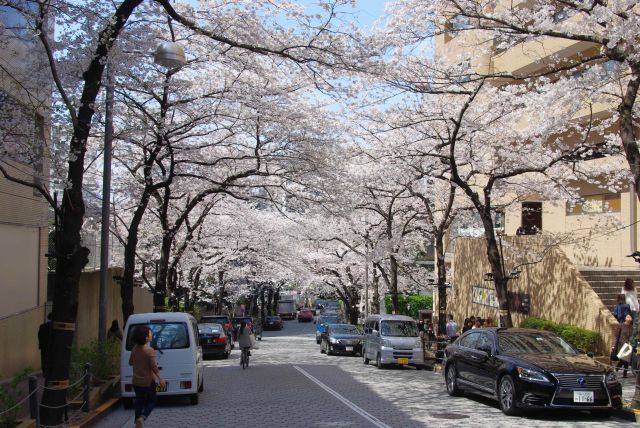 沢山の人が行き交うきれいな桜のアーチ。