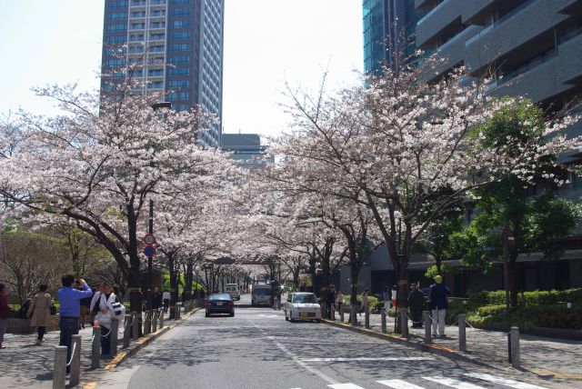 右側の泉ガーデン方面にも桜が続く。