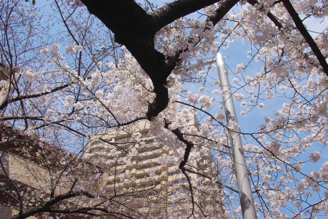 見上げると美しい桜。