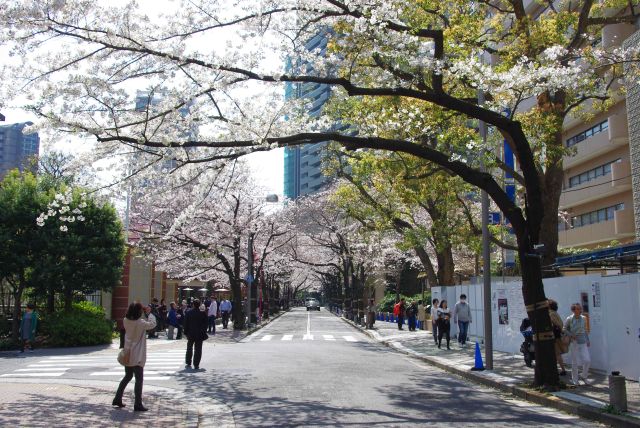 真っすぐな桜のアーチが続きました。