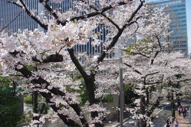 歩道橋を上り桜の高さへ。