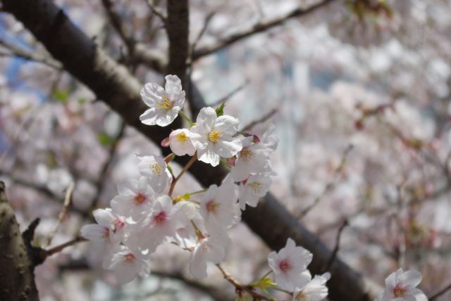 可憐な桜の花びら