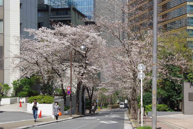 桜坂を下る。少し途絶えた先に再び桜並木。