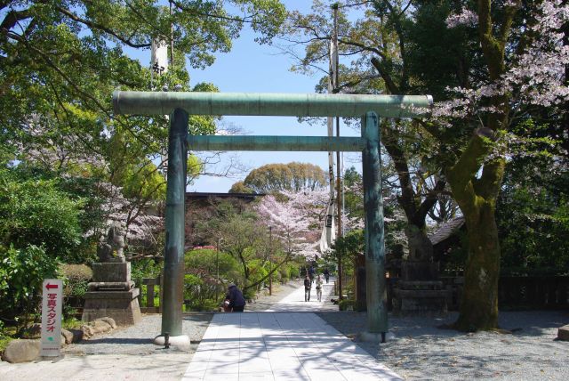 参道をへ戻っていきます。豊かな自然が心地よい。