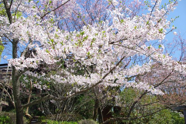 桜も美しく咲いています。