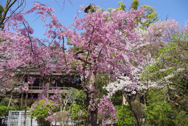 2色の桜がきれい。