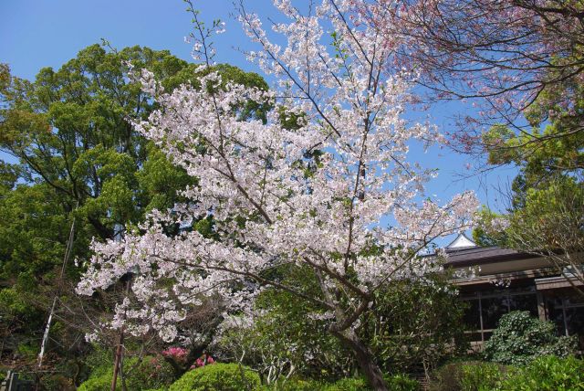 緑の中の桜は特に目を引きます。