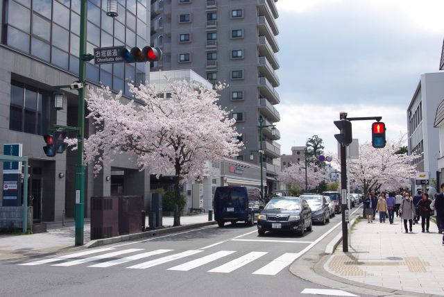 人波に続きお城に近づくと桜並木が登場。