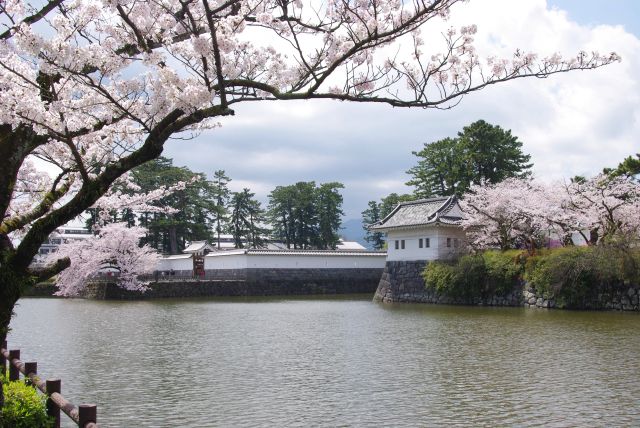 堀両岸は桜であふれる。