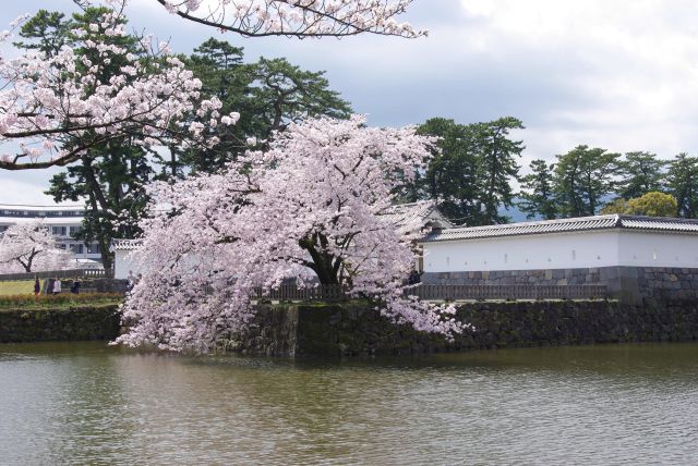 馬出門（うまだしもん）前の堀の水面に垂れる桜。