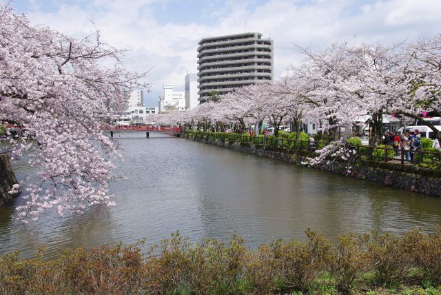 通ってきた道は桜でいっぱい。