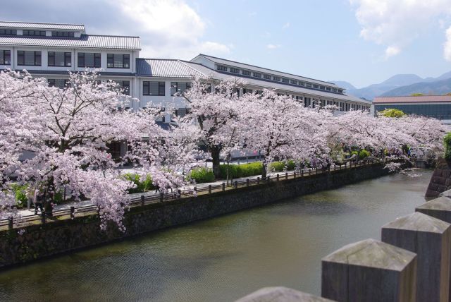 堀の周囲に桜並木が続く。