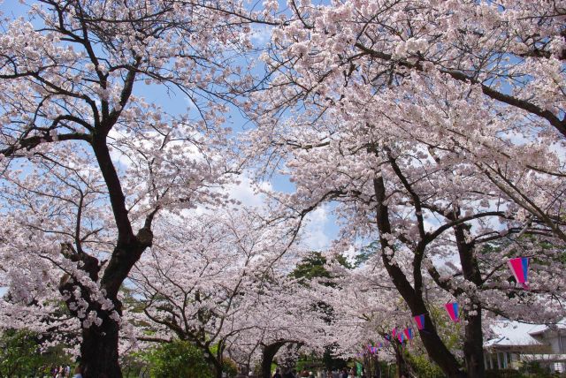 天守閣への道の桜のアーチ。