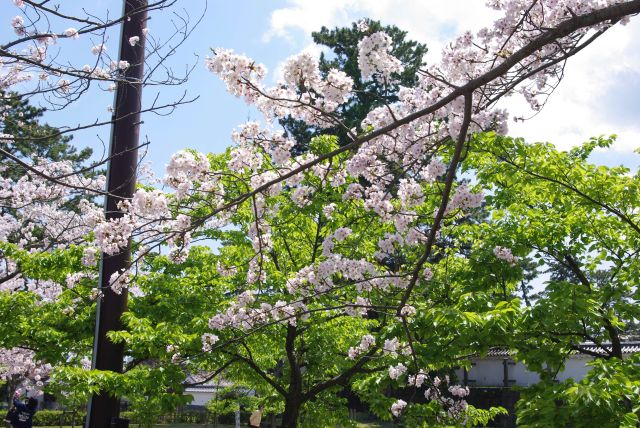 心地よい緑と桜。