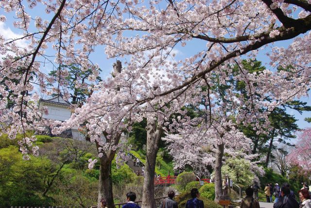 桜を見上げながらお城へと進む。