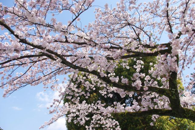 素晴らしい景色でした。お城を出た所の桜。