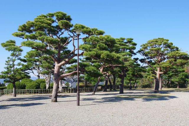 二ノ丸も建物がなく砂利と松の木の広場。