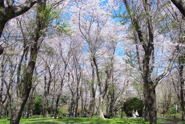 自然豊かで心地よい桜の名所です。