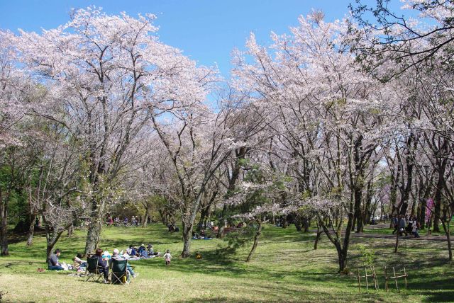 桜のアーチで心地よい三の丸跡。