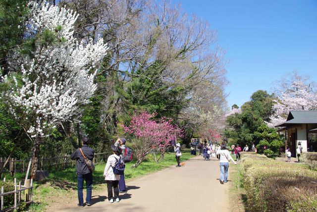 桜以外も様々な花で彩られる。