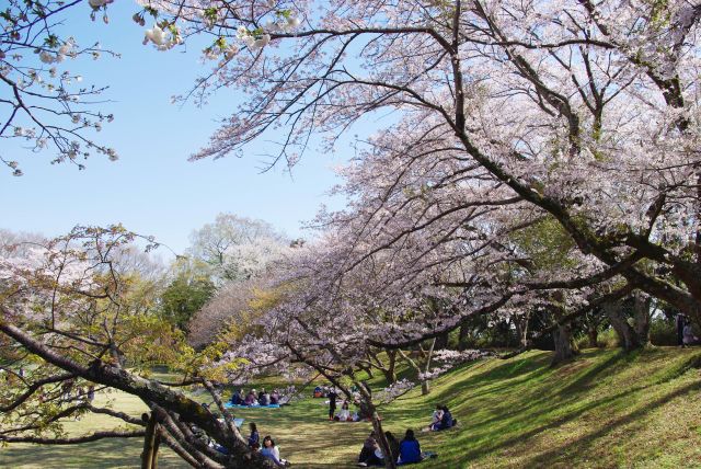 土手の斜面から枝を伸ばす桜の木々。