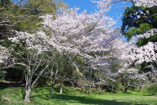 人が少なく桜を独り占めできます。