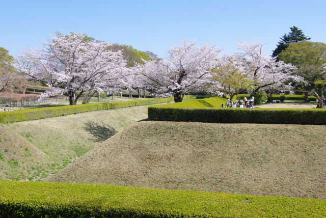 直角に曲がる馬出し空堀と桜。