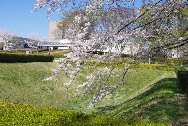 馬出し空堀と枝を伸ばす桜。