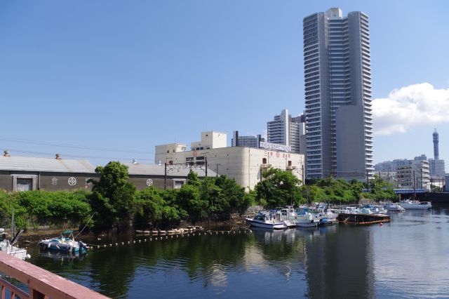 運河沿いの風景。奥にはコットンハーバーのタワーマンション。