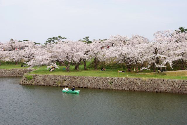 堀の内側も桜の木でいっぱい。