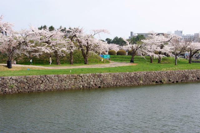 堀の内側の桜。