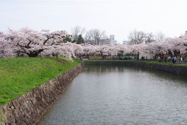 橋の上から両岸にひしめく桜。