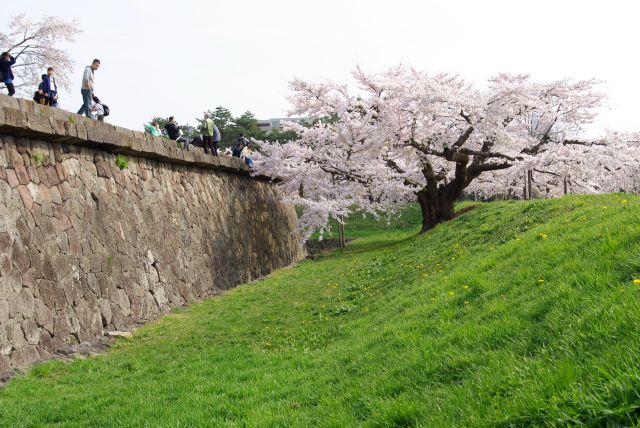 半月堡の土手の桜。