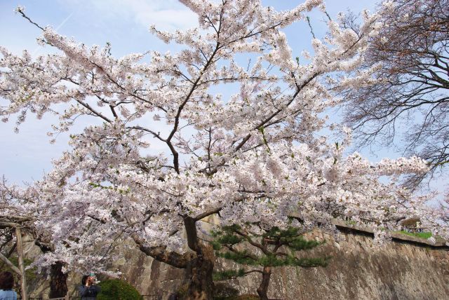 入口の桜の木。